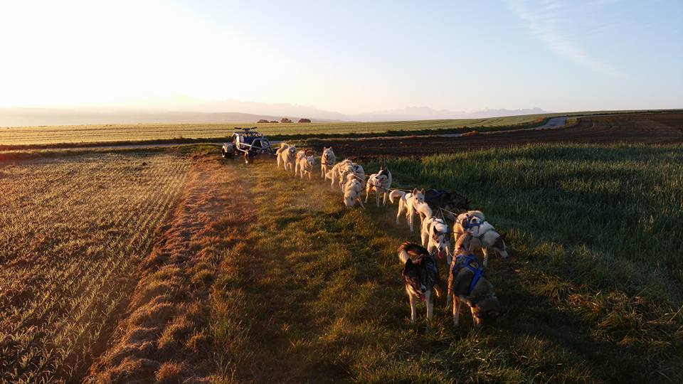 Les chiens de traîneaux sont reliés à un kart lors d'une belle matinée d'automne sur la Broye vaudoise, un attelage au milieu des champs