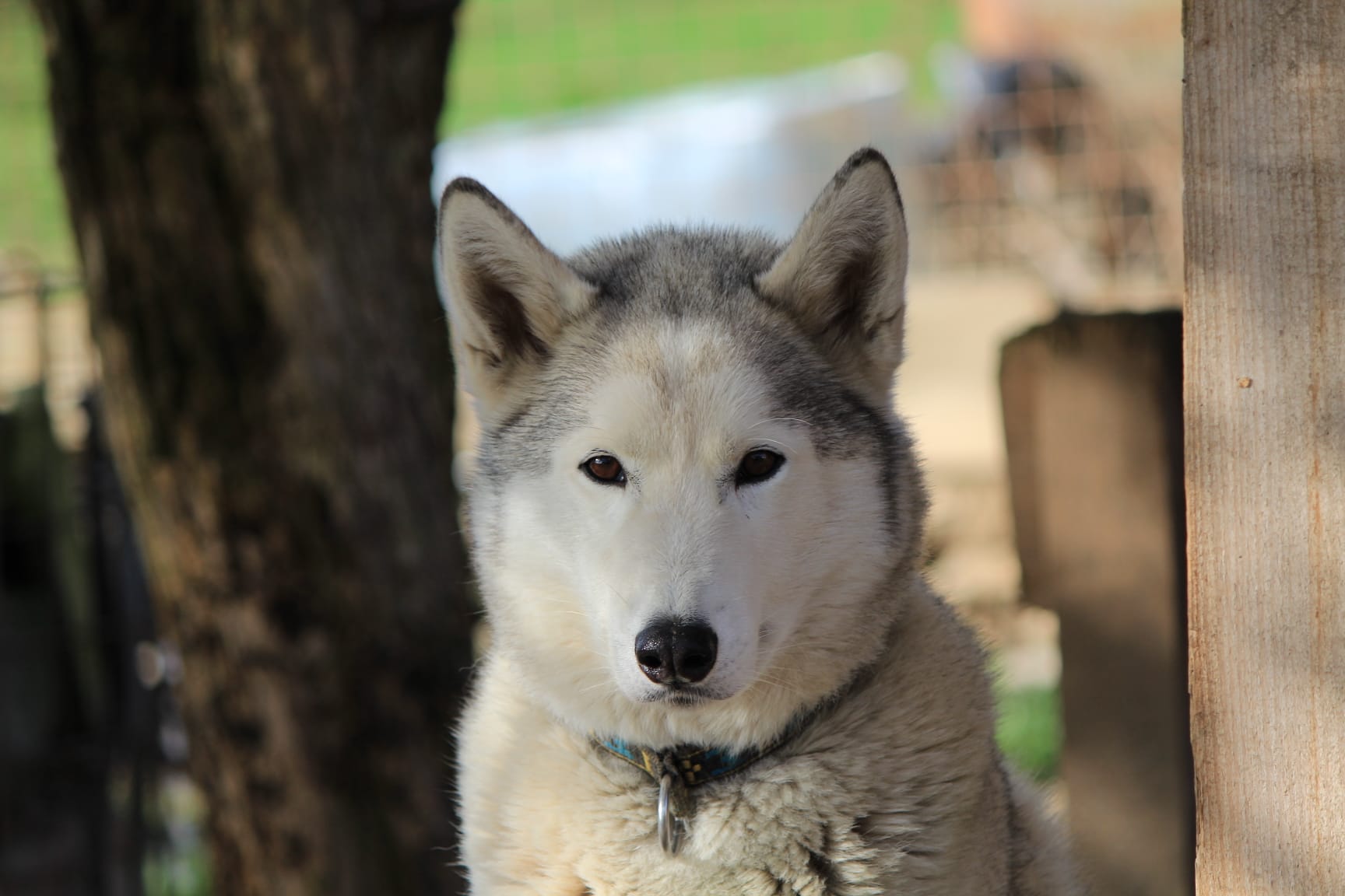 Un husky gris est assis en regardant l'appareil photo. Il est dans son chenil à Forel-sur-Lucens 