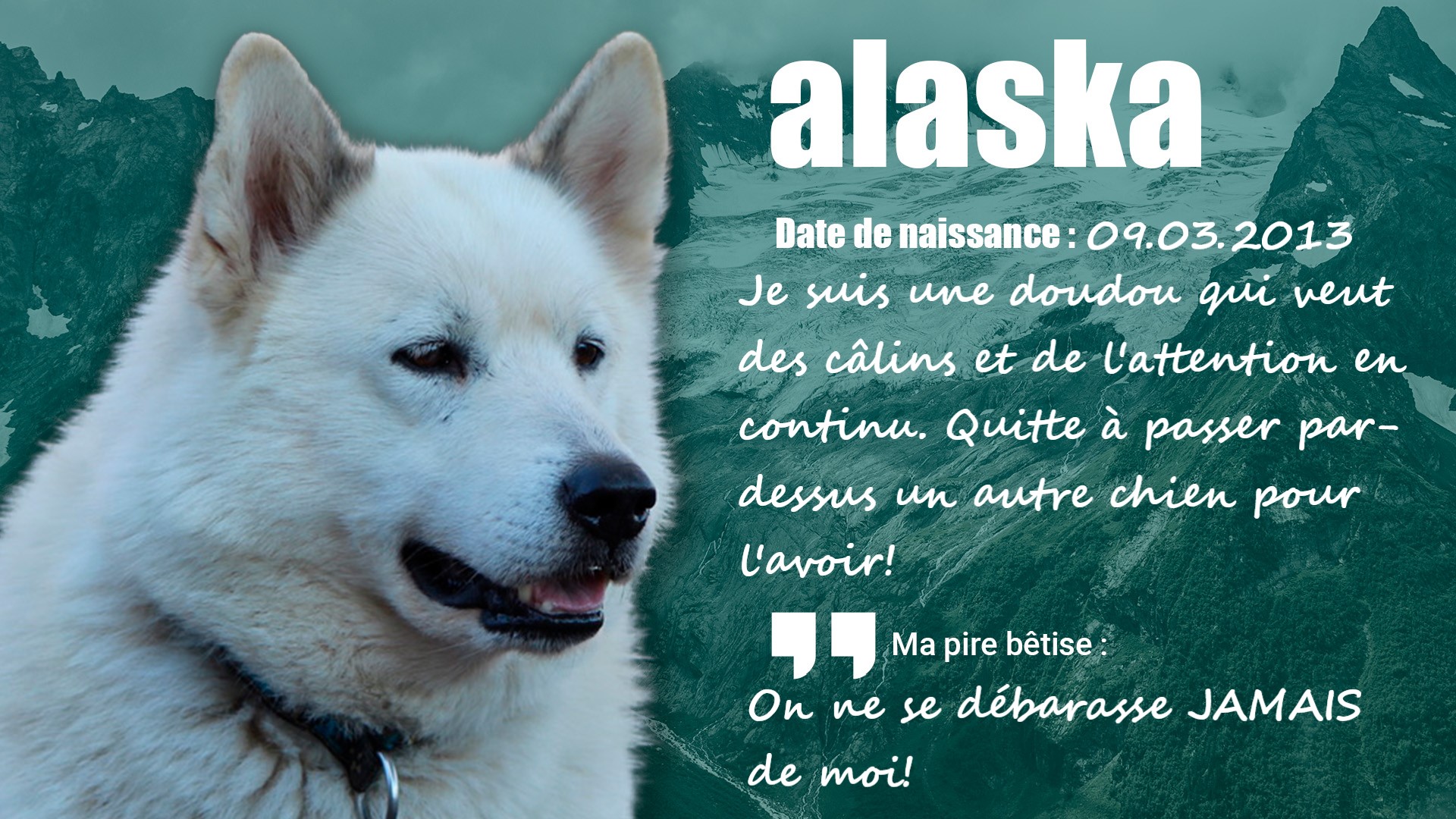 Alaska, chien husky de traîneau