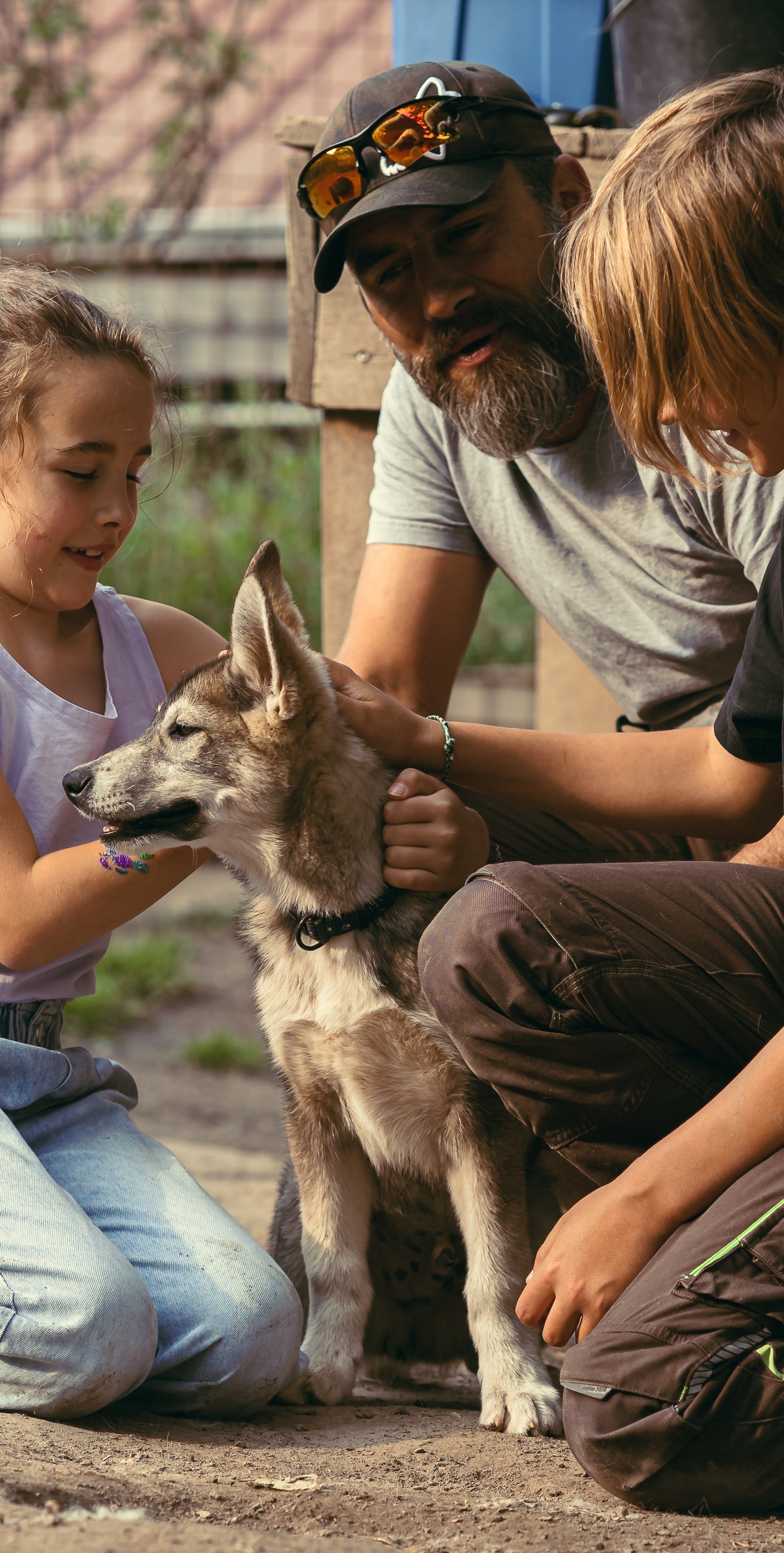 Le chenil est un bon moyen d'approcher une meute de chiens de traîneaux. Ici par exemple lors du brossage avec un jeune husky