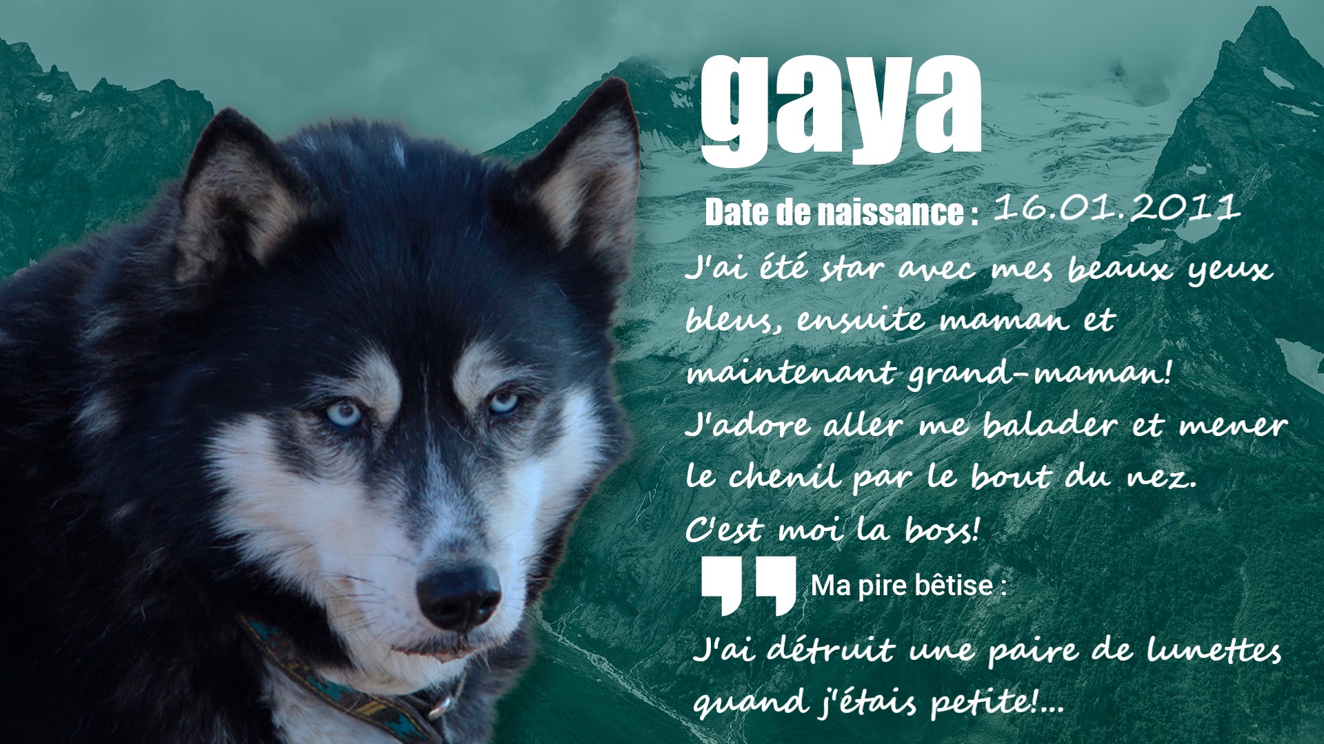 Gaya, chien husky de traîneau