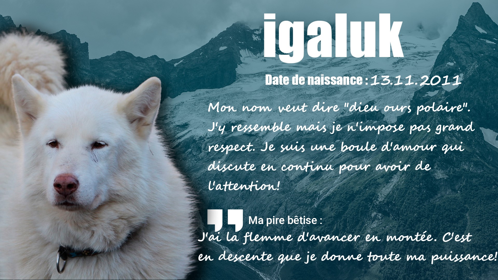 Igaluk, chien husky de traîneau