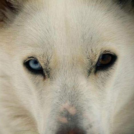 Talvi,, chien husky de traîneau