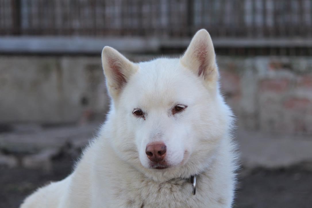 Peach, chien husky de traîneau