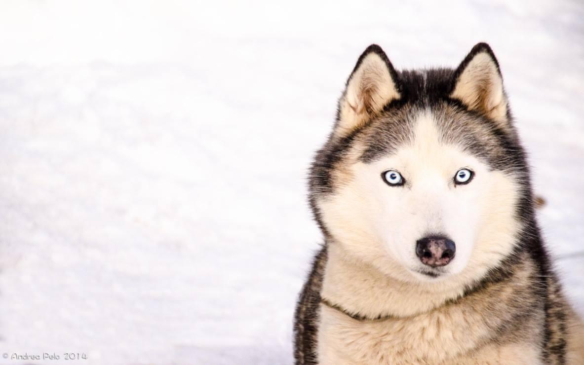 Cheyenne, chien husky de traîneau