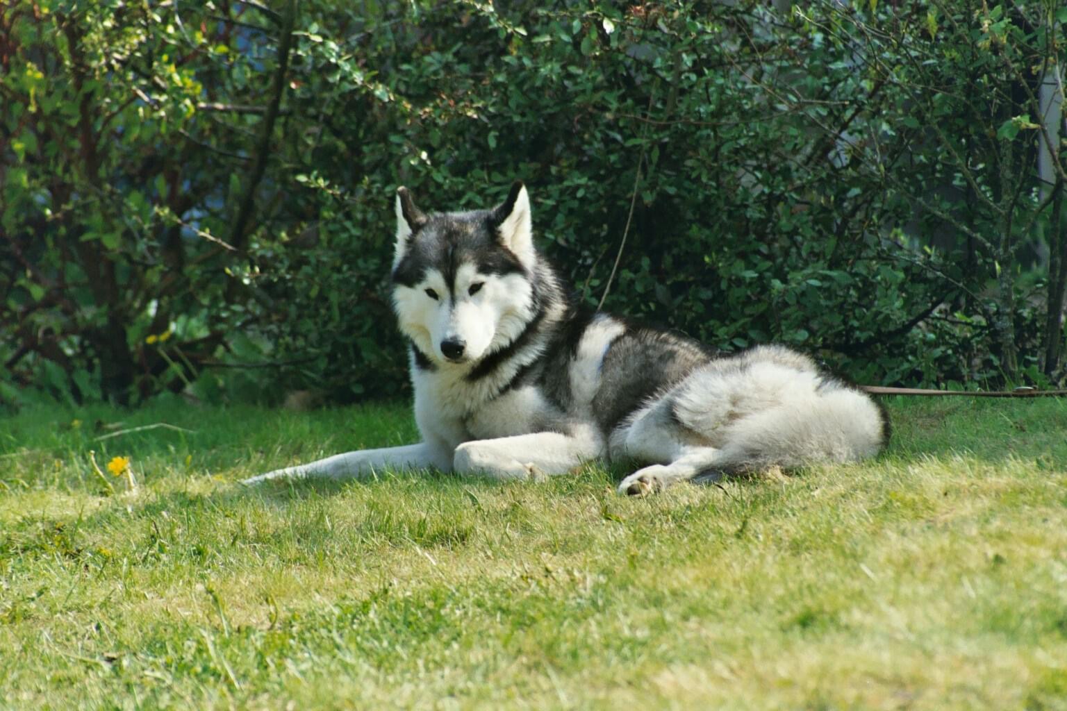 Arco, chien husky de traîneau