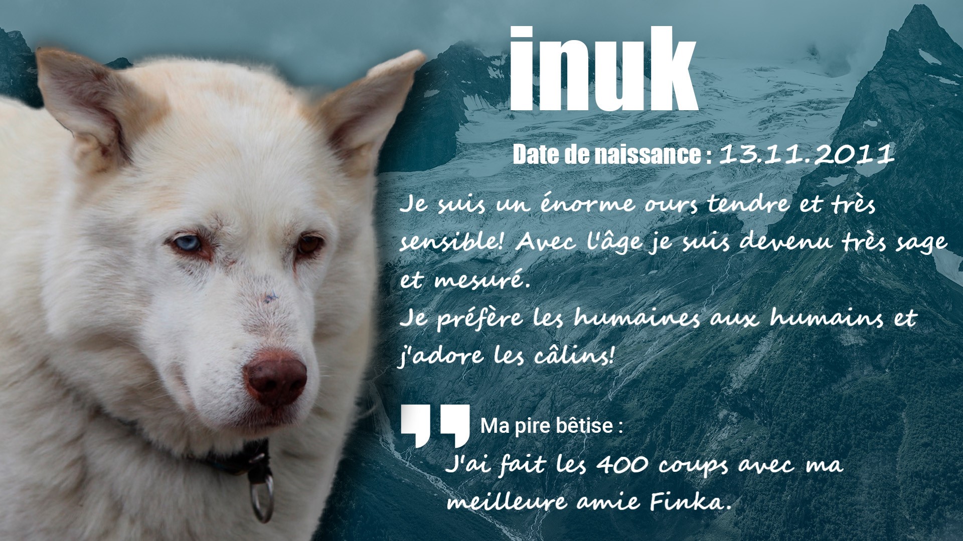 Inuk, chien husky de traîneau