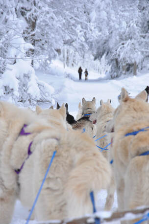 Attelage de chiens de traîneaux dans la neige