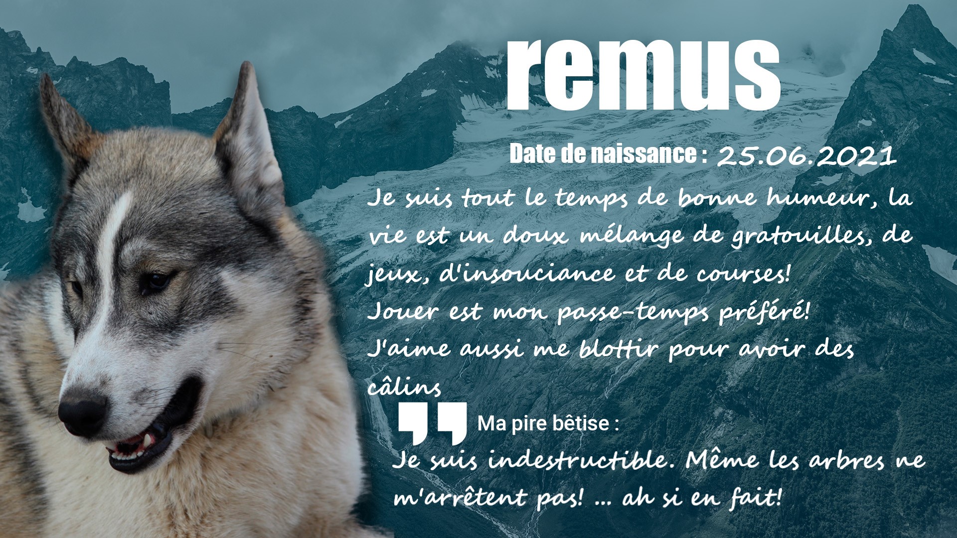 husky Remus